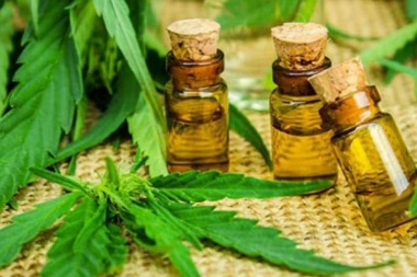 Provincia impulsa el cultivo de cannabis medicinal e incorpora el aceite en hospitales