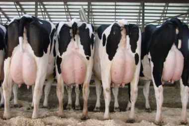 Tamberos mandan vacas lecheras al Mercado de Liniers en protesta