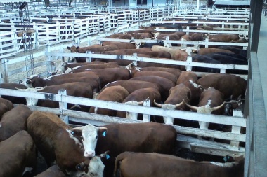 Más de 40 municipios ya aplican el Documento Unico para traslado de ganado