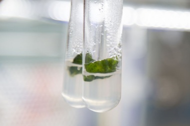 La biotecnología vegetal crece "in vitro" en la UNAHUR