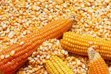 Oficializan el nuevo dólar agro para el maíz y extienden el límite de toneladas para exportar