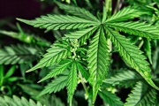 Filmus destacó que con el Cannabis Medicinal se crearán "como mínimo" 10.000 puestos de trabajo
